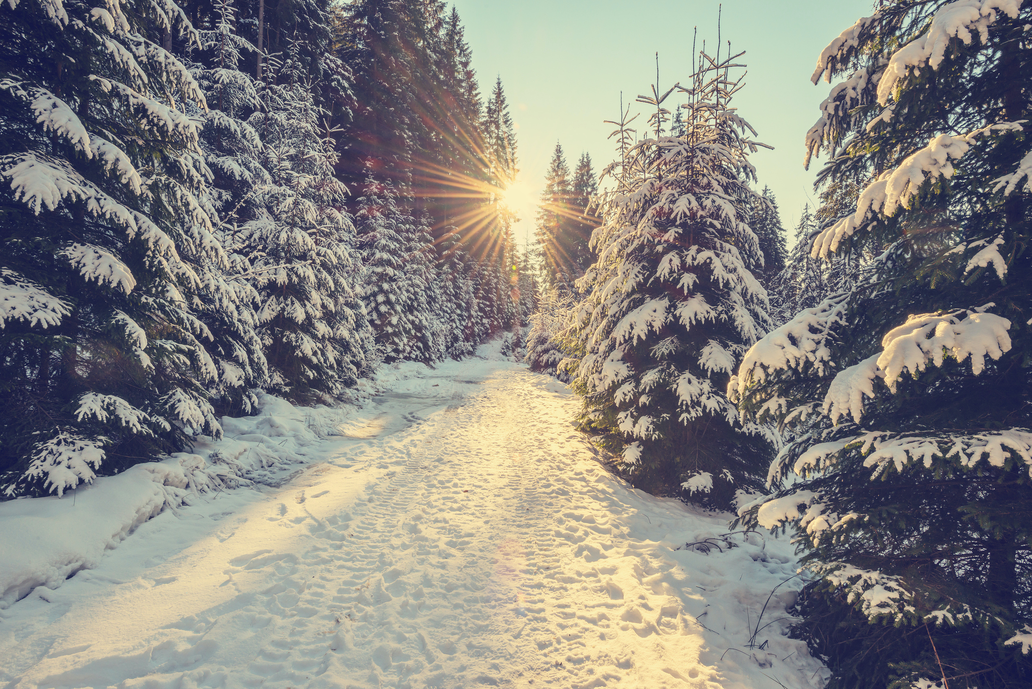 Snow covered pine trees on sunset